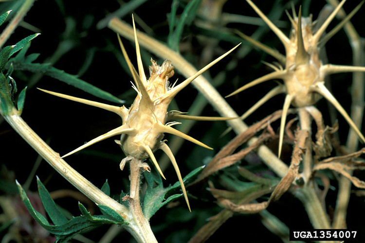 Centaurea calcitrapa Centaurea calcitrapa purple knapweed Go Botany