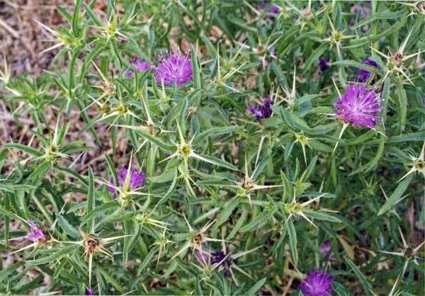 Centaurea calcitrapa Centaurea calcitrapa Health effects and herbal facts