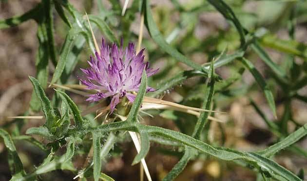 Centaurea calcitrapa Centaurea calcitrapa Health effects and herbal facts