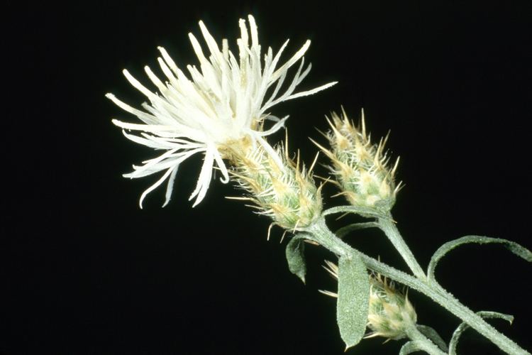 Centaurea diffusa FileCentaurea diffusa APHISjpg Wikimedia Commons
