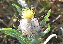 Centaurea eriophora httpsuploadwikimediaorgwikipediacommonsthu