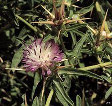 Centaurea iberica httpsuploadwikimediaorgwikipediacommonsthu