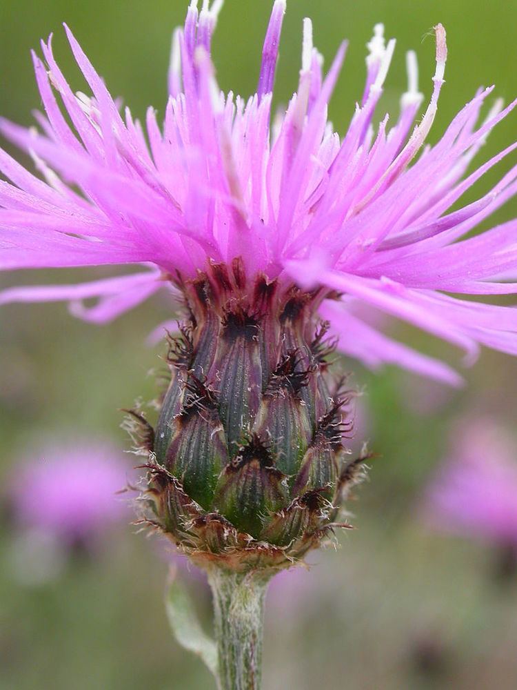 Centaurea maculosa FileCentaurea maculosa 3768273800jpg Wikimedia Commons