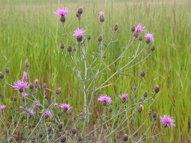 Centaurea maculosa FileCentaurea maculosa 3768271870jpg Wikimedia Commons