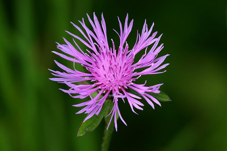 Centaurea maculosa FileSpotted Knapweed Centaurea maculosajpg Wikimedia Commons