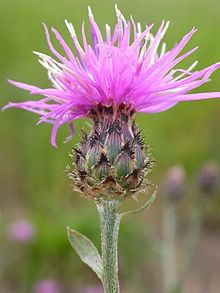 Centaurea maculosa httpsuploadwikimediaorgwikipediacommonsthu