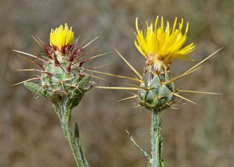 Centaurea melitensis Tocalote Centaurea melitensis