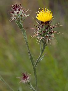 Centaurea melitensis httpsuploadwikimediaorgwikipediacommonsthu