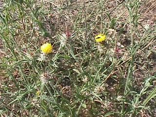 Centaurea melitensis Centaurea melitensis