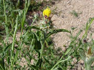 Centaurea melitensis Centaurea melitensis Maltese Starthistle Tocolote Tocalote