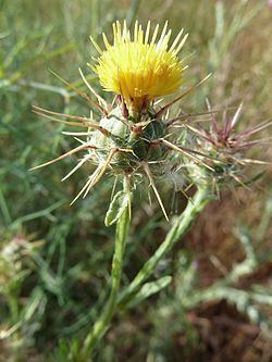 Centaurea melitensis Centaurea melitensis Wikipedia la enciclopedia libre