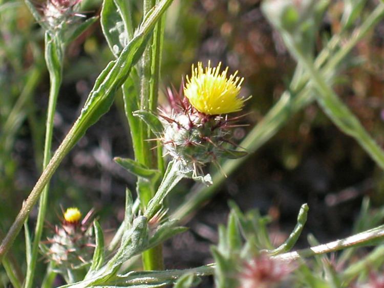 Centaurea melitensis Centaurea melitensis