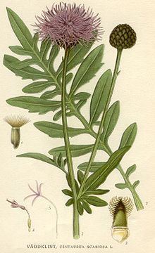 Centaurea scabiosa httpsuploadwikimediaorgwikipediacommonsthu