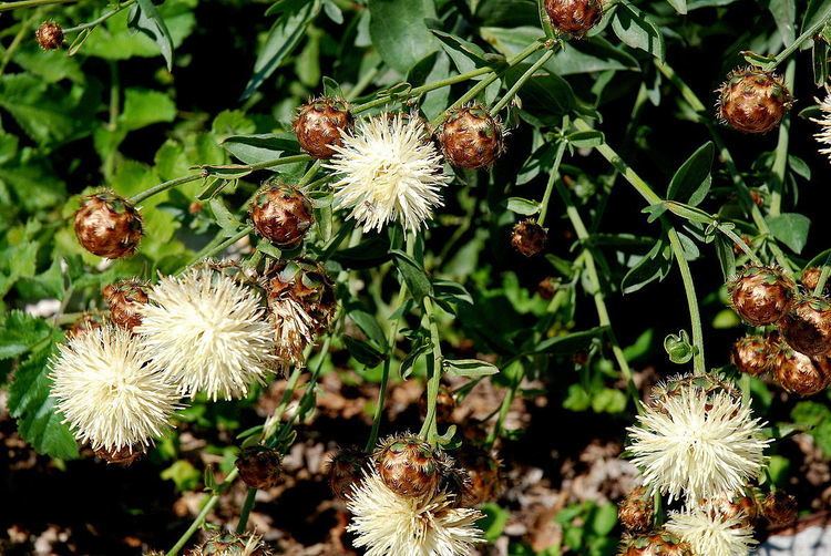 Centaurea tauromenitana