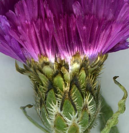 Centaurea tchihatcheffii Asteraceae