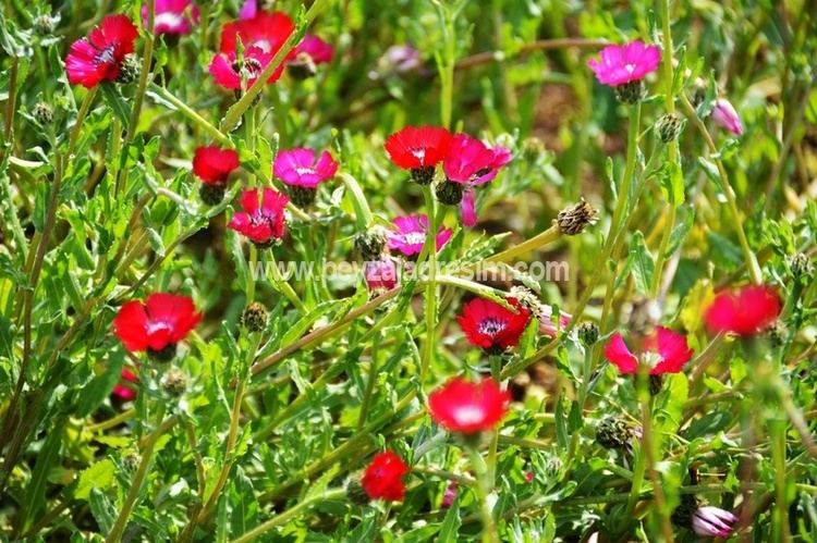 Centaurea tchihatcheffii Centaurea tchihatcheffii Yanar dner iei Peyzaj Adresim