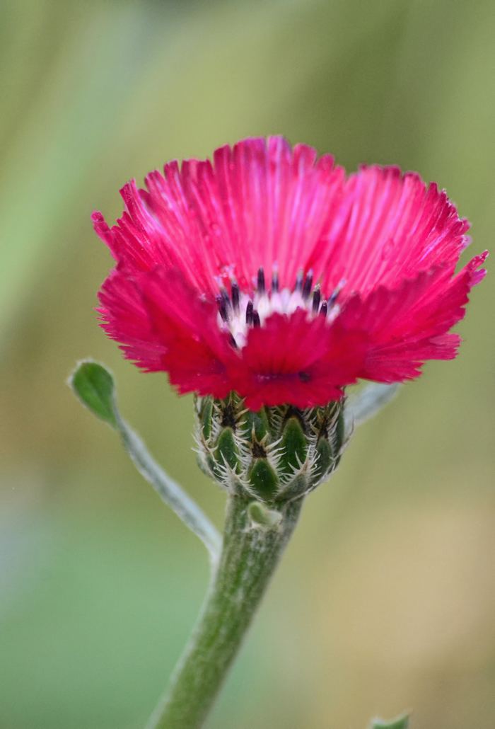 Centaurea tchihatcheffii endemik sevgi iei Centaurea tchihatcheffii