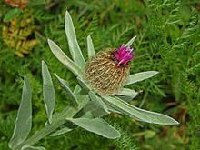 Centaurea uniflora httpsuploadwikimediaorgwikipediacommonsthu
