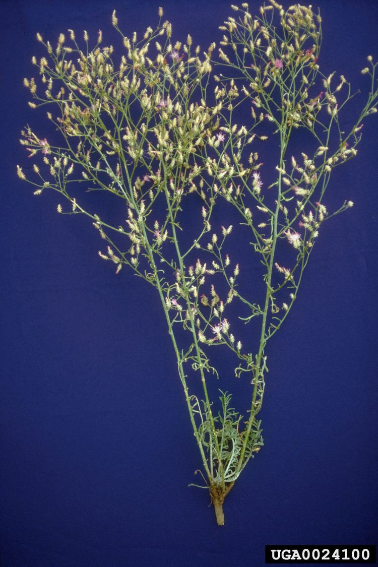 Centaurea virgata httpsbugwoodcloudorgimages1536x10240024100jpg