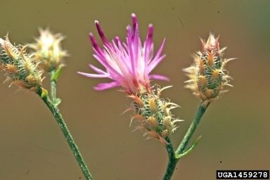 Centaurea virgata squarrose knapweed Centaurea virgata Lam