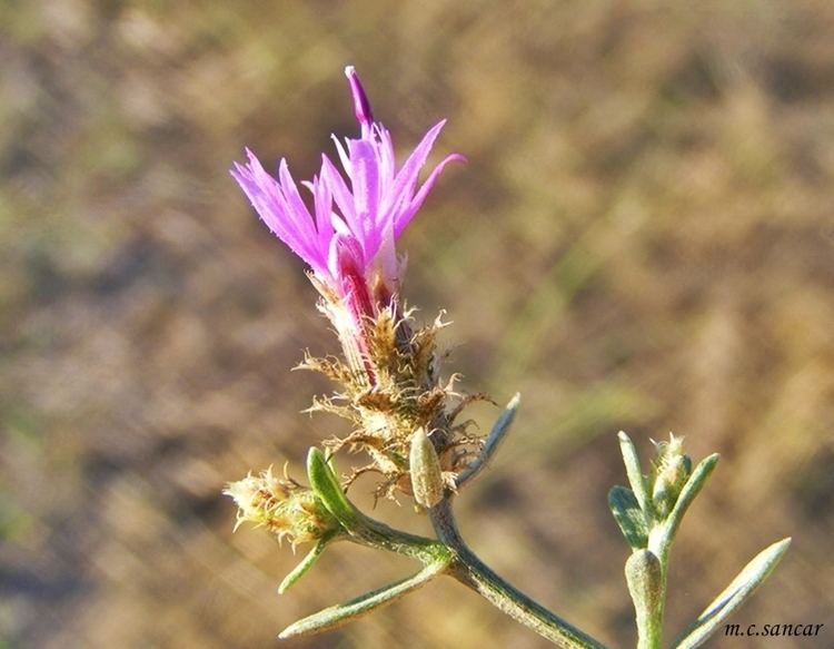 Centaurea virgata Centaurea virgata Ac sprge