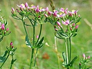 Centaurium medicinal herbs CENTAURY Centaurium erythraea