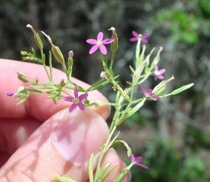 Centaurium Centaurium texense