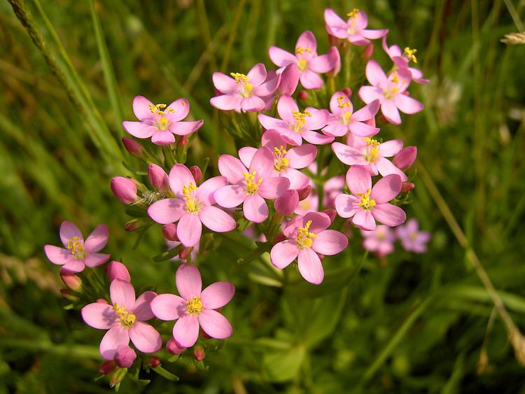 Centaurium Centaurium erythraea Wikiwand