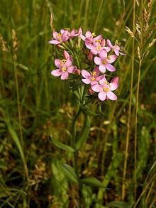 Centaurium httpsuploadwikimediaorgwikipediacommonsthu