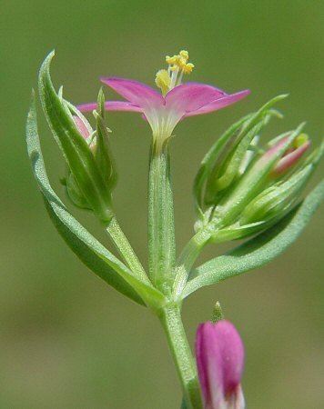 Centaurium pulchellum Centaurium pulchellum page