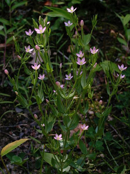 Centaurium pulchellum Centaurium pulchellum