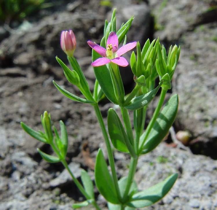 Centaurium pulchellum Centaurium pulchellum Lesser centaury Gentiana pulchella