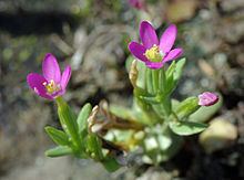 Centaurium pulchellum httpsuploadwikimediaorgwikipediacommonsthu