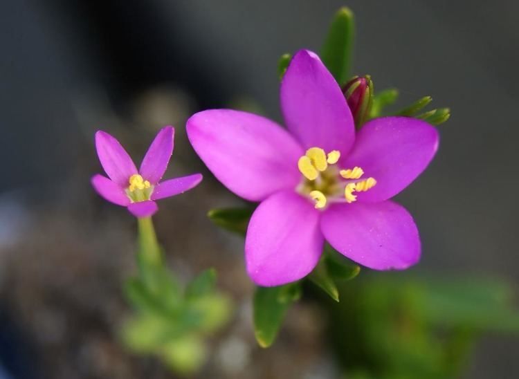 Centaurium pulchellum Lesser Centaury Centaurium pulchellum Flowers NatureGate