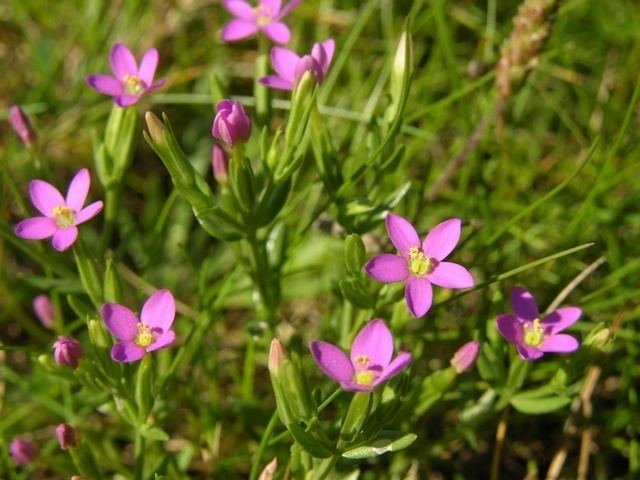 Centaurium pulchellum SEINet Arizona Chapter Centaurium pulchellum