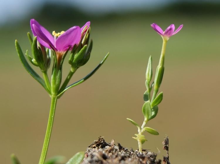 Centaurium pulchellum Lesser Centaury Centaurium pulchellum Flowers NatureGate