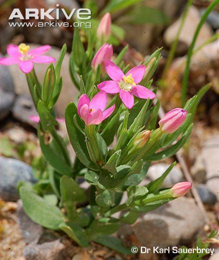 Centaurium pulchellum Centaurium photo Centaurium pulchellum G129188 ARKive