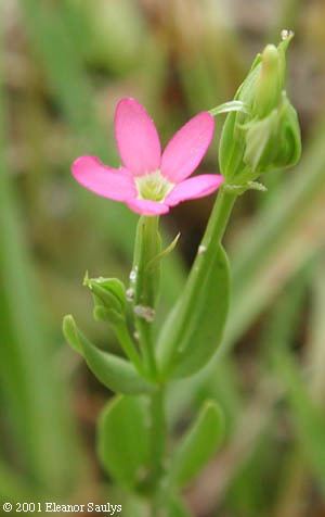 Centaurium pulchellum Centaurium pulchellum