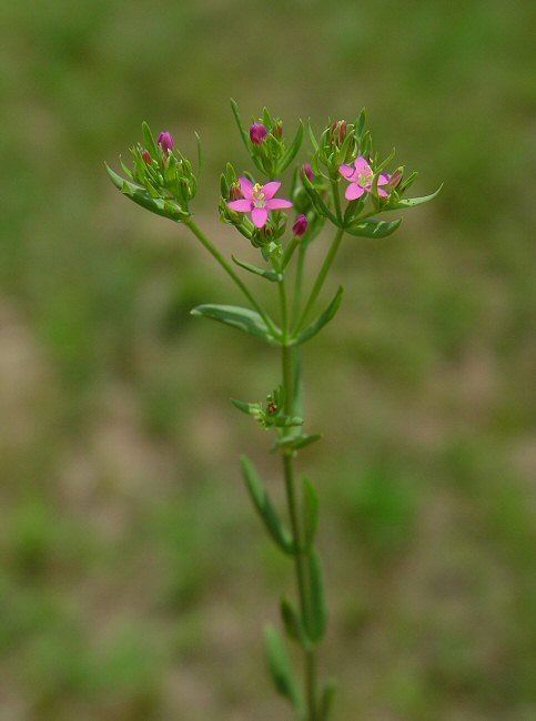 Centaurium pulchellum Centaurium pulchellum page