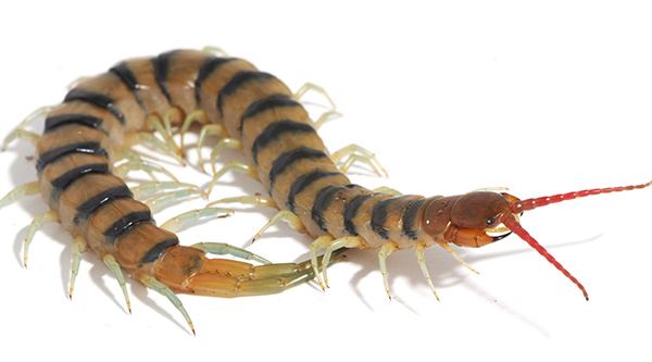 Centipede Centipedes buck the venom rule Australian Geographic