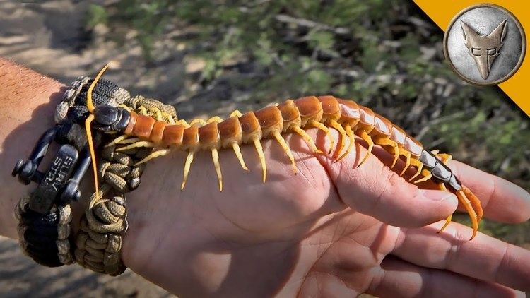 Centipede Holding a HUGE Centipede YouTube