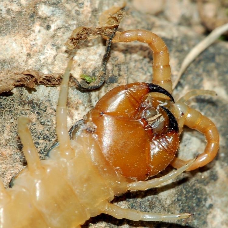 Centipede bite
