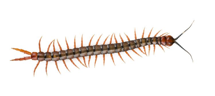 Centipede Centipedes Pest Arrest Curacao