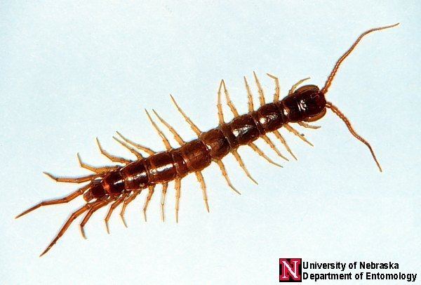 Centipede Centipedes and Millipedes Nebraska Extension in Lancaster County
