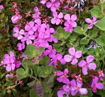 Centradenia Centradenia floribunda Spanish Shawl Trailing Princess Flower