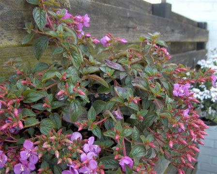 Centradenia Centradenia grandiflora Plantinfo EVERYTHING and ANYTHING about