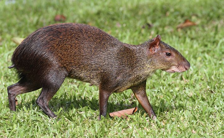 Central American agouti 5 Interesting Facts About Central American Agoutis Hayden39s Animal