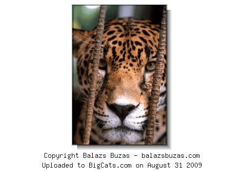 Central American jaguar wwwbigcatscomrandomcatpictures5883713bb3c24144