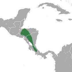 Central American least shrew httpsuploadwikimediaorgwikipediacommonsthu