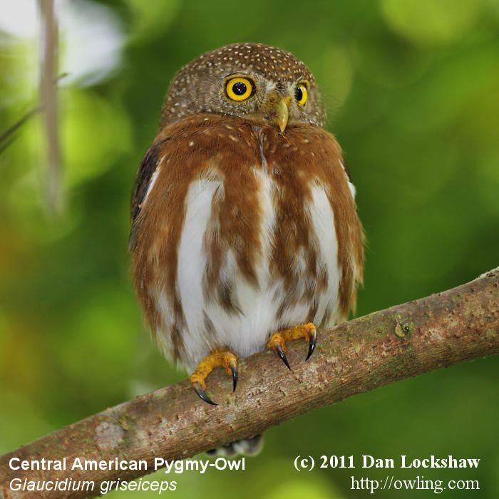 Central American pygmy owl Central American Pygmy Owl Glaucidium griseiceps Information
